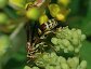 Polistes bellicosus, a paper wasp